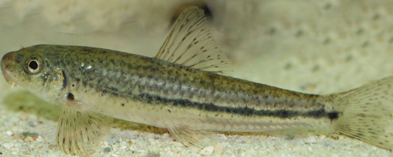 短身鳅鮀是什么鱼？