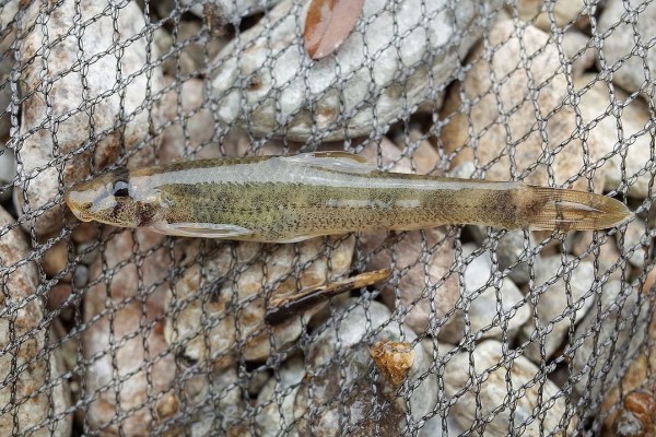 短身鳅鮀是什么鱼？