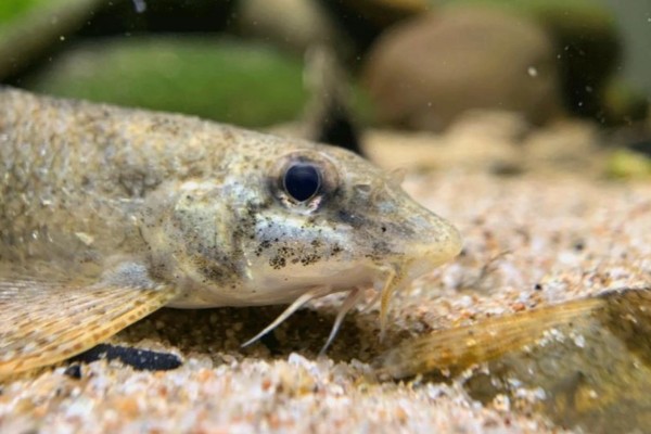 短身鳅鮀是什么鱼？