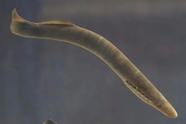 东北七鳃鳗是什么鱼？