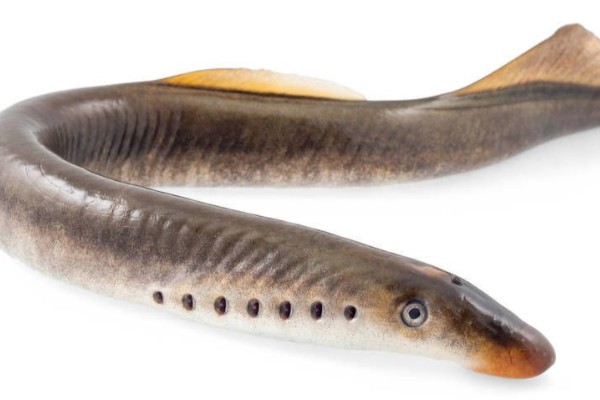 东北七鳃鳗是什么鱼？