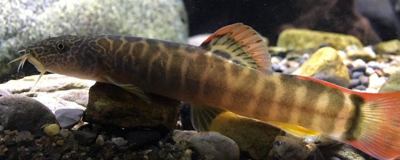 短体副鳅是什么鱼？