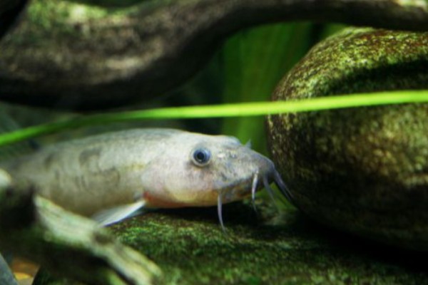 短体副鳅是什么鱼？