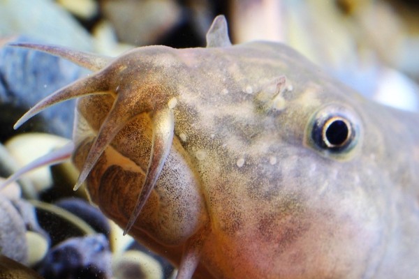 短体副鳅是什么鱼？