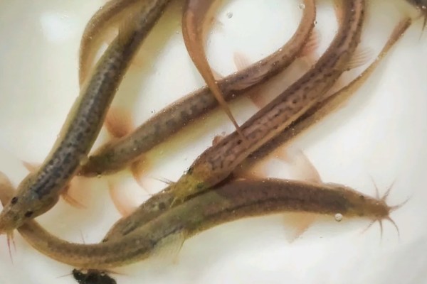 短体副鳅是什么鱼？