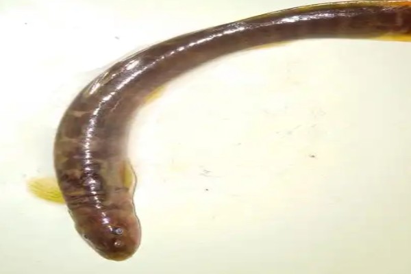 多鳞条鳅是什么鱼？