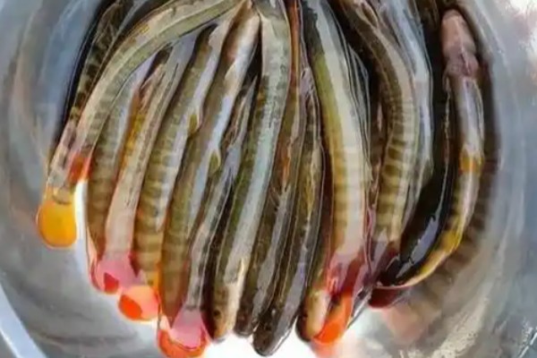 多鳞条鳅是什么鱼？