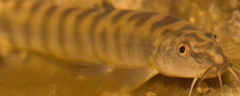 多鳞条鳅是什么鱼？