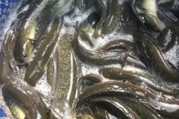 多鳞条鳅是什么鱼？