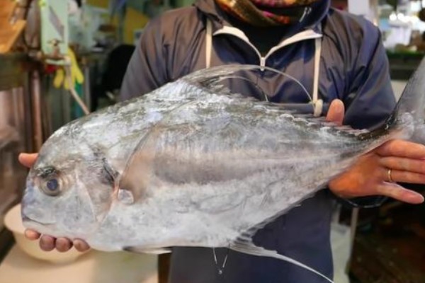 短吻丝鲹是什么鱼？