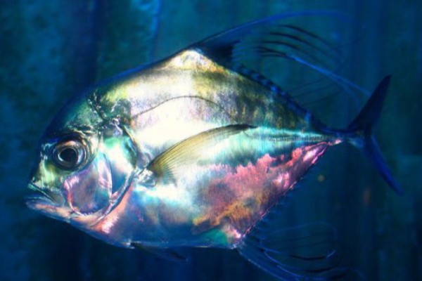 短吻丝鲹是什么鱼？