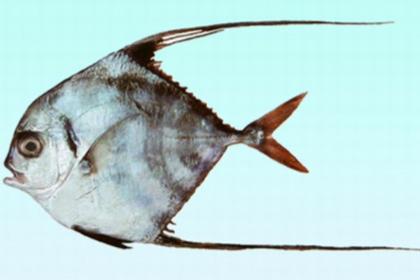 短吻丝鲹是什么鱼？