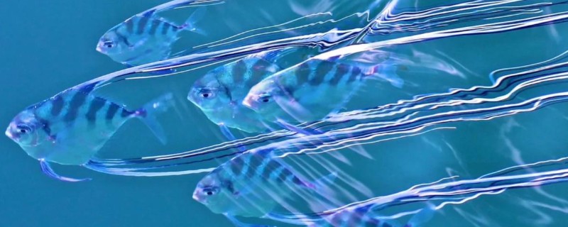 短吻丝鲹是什么鱼？