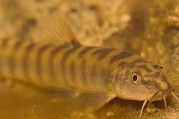 多纹条鳅是什么鱼？