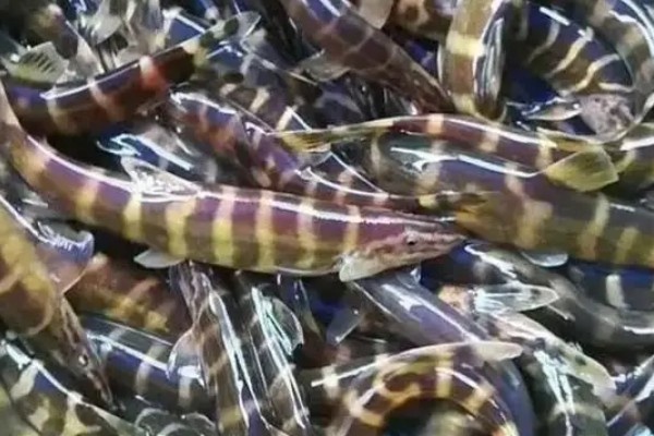 多纹条鳅是什么鱼？