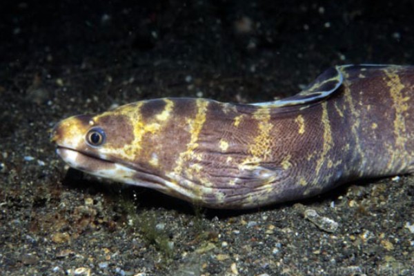 多纹条鳅是什么鱼？