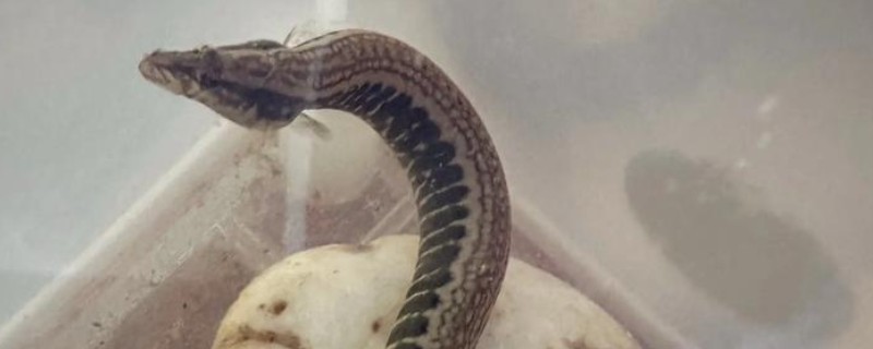 多纹条鳅是什么鱼？