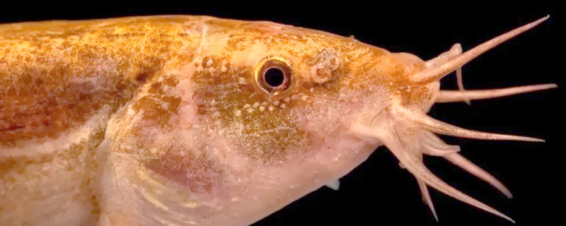 洱海副鳅是什么鱼？