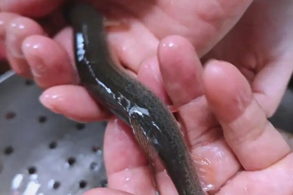 洱海副鳅是什么鱼？