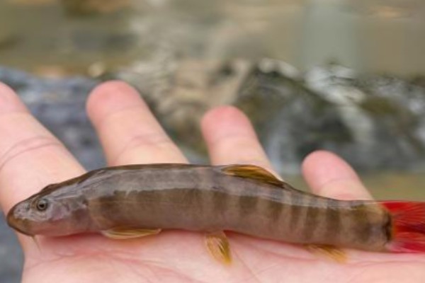 洱海副鳅是什么鱼？