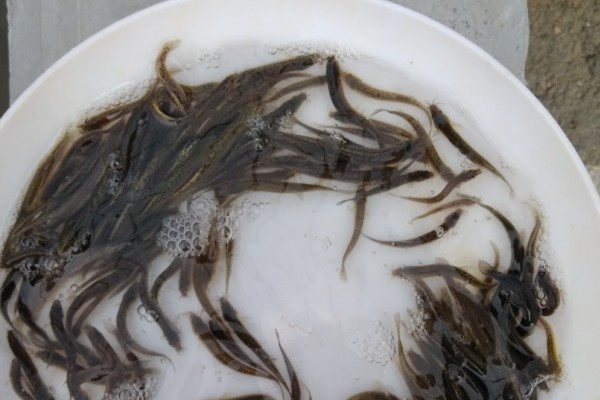 洱海副鳅是什么鱼？