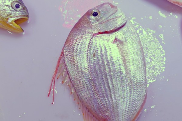 二长棘鲷是什么鱼？