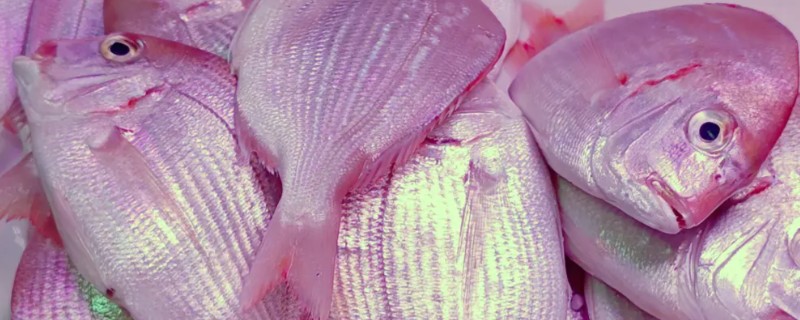 二长棘鲷是什么鱼？