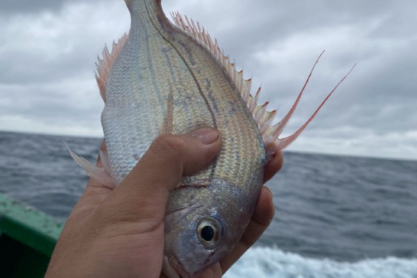 二长棘鲷是什么鱼？