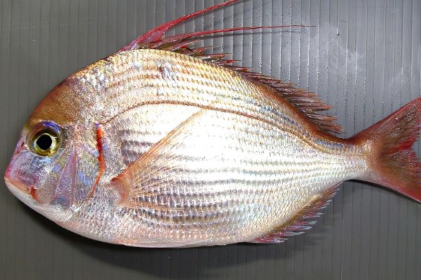 二长棘鲷是什么鱼？