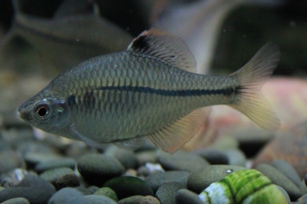 方氏鲴是什么鱼？