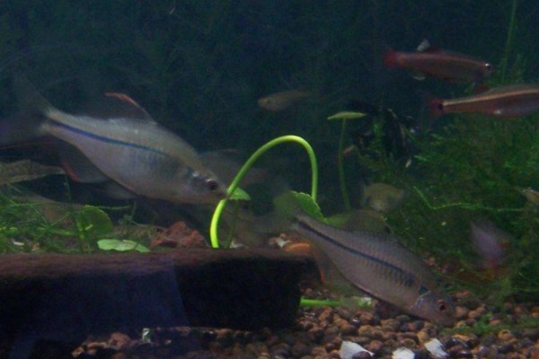 方氏鲴是什么鱼？