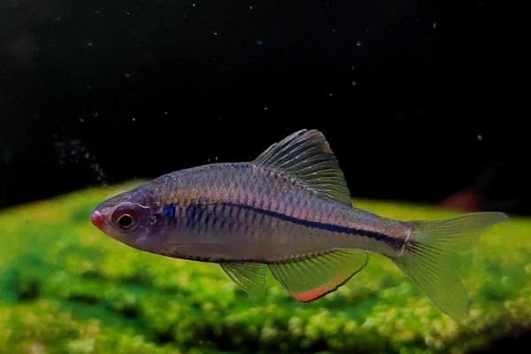 方氏鲴是什么鱼？