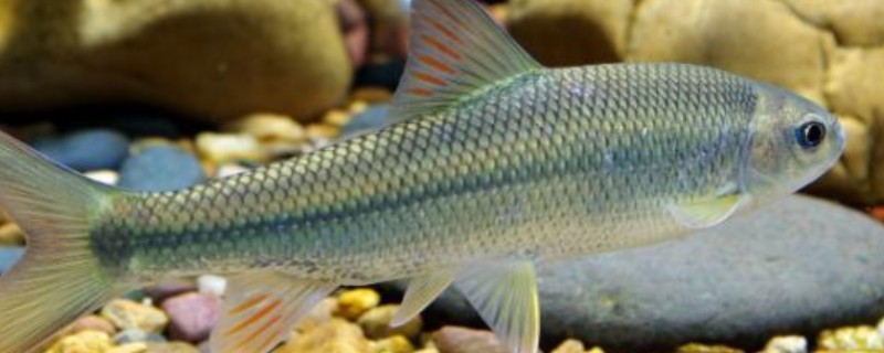 高体铲颌鱼是什么鱼？