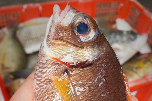 伏氏眶棘鲈是什么鱼？
