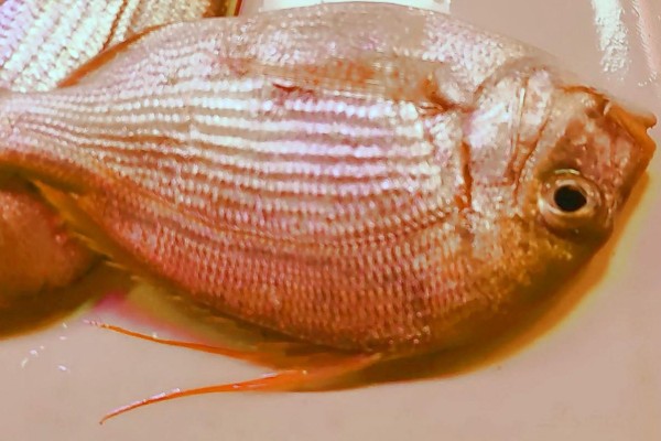 伏氏眶棘鲈是什么鱼？