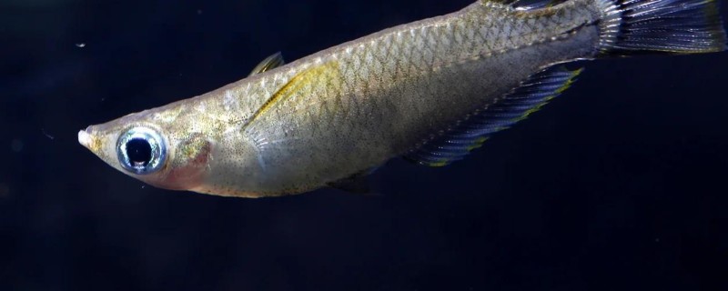 弓背青鳉是什么鱼？