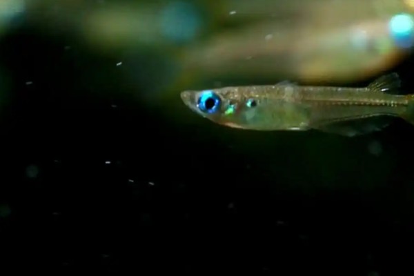 弓背青鳉是什么鱼？