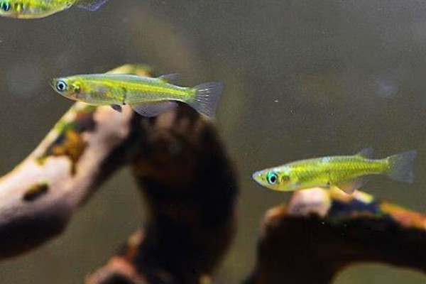 弓背青鳉是什么鱼？