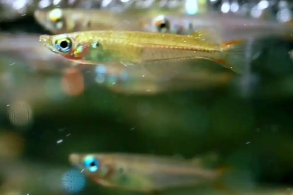 弓背青鳉是什么鱼？