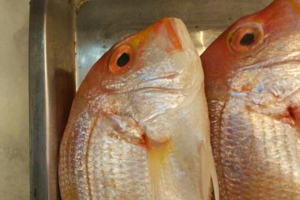 伏氏眶棘鲈是什么鱼？