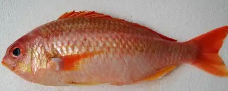 伏氏眶棘鲈是什么鱼？