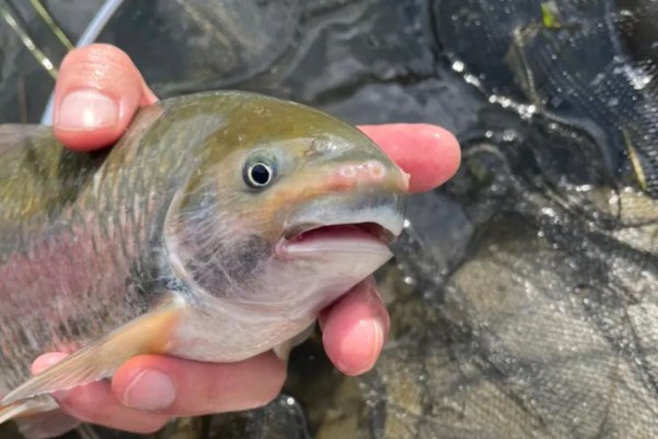 高体铲颌鱼是什么鱼？