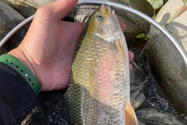 高体铲颌鱼是什么鱼？