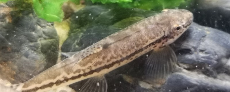 纵纹原缨口鳅是什么鱼？