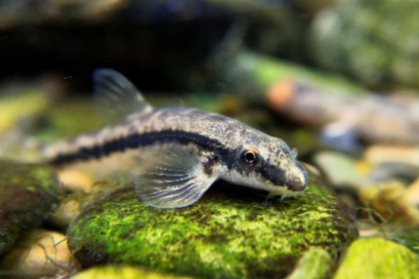 纵纹原缨口鳅是什么鱼？
