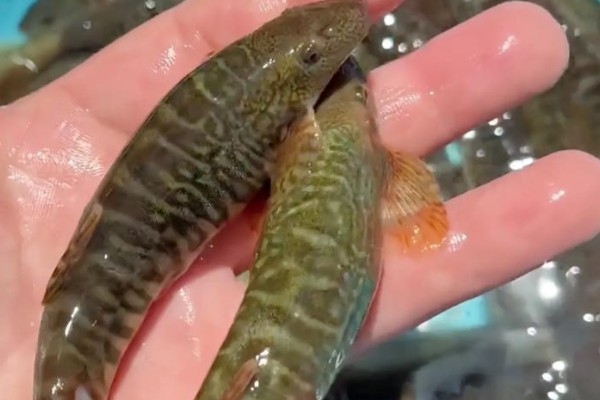 纵纹原缨口鳅是什么鱼？