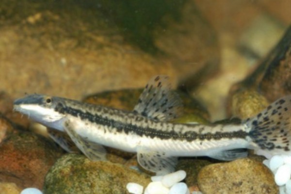 纵纹原缨口鳅是什么鱼？