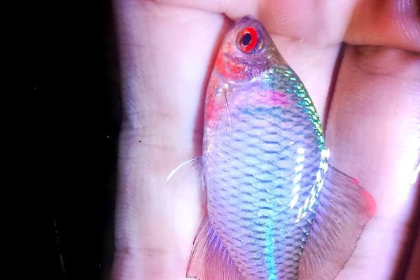 鳑鲏（中国彩虹）是什么鱼？