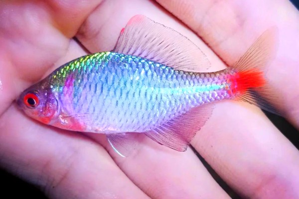 鳑鲏（中国彩虹）是什么鱼？