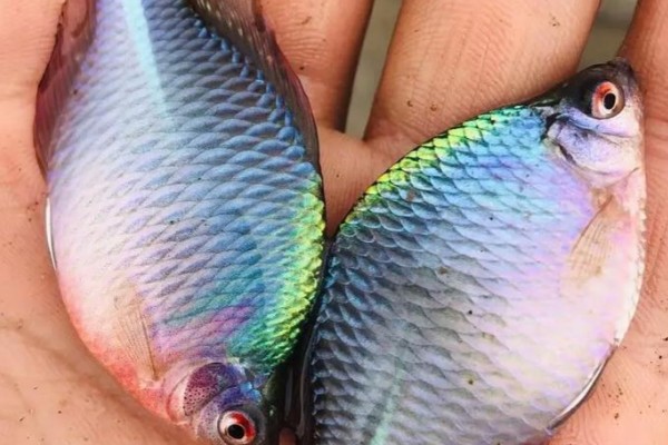 鳑鲏（中国彩虹）是什么鱼？